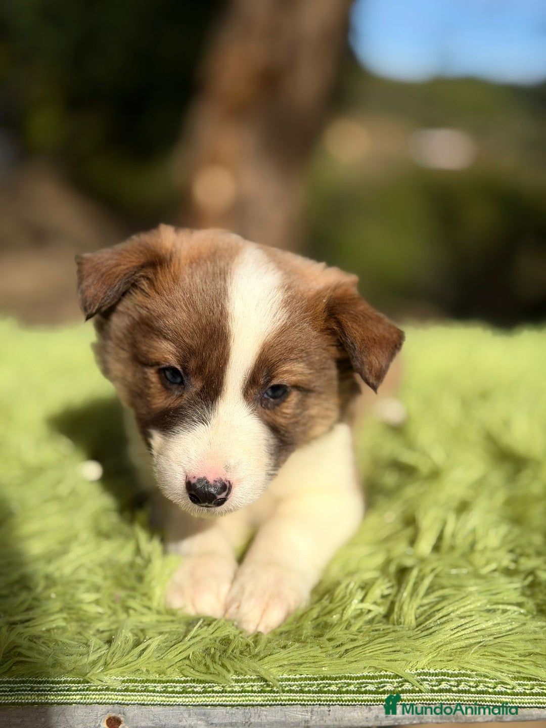Border Collie perros en venta: Border collie marrón y blanco - Anuncio 6