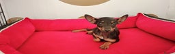Ratón de Praga perros en venta: Ratón de Praga  - Anuncio 2