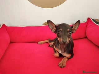 Ratón de Praga perros Ratón de Praga - Anuncio 2