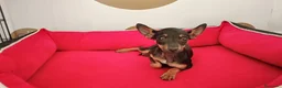 Ratón de Praga perros en venta: Ratón de Praga  - Anuncio 2