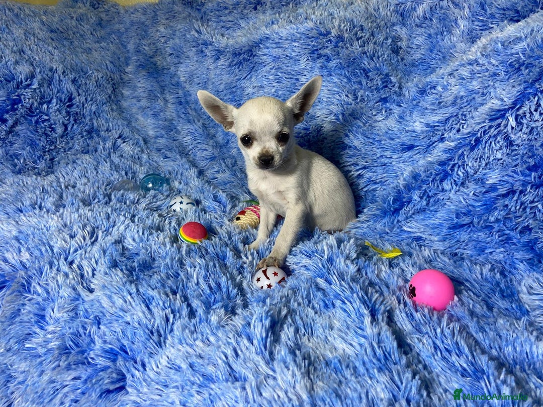 Chihuahua perros en venta: chihuahua hembra  - Imagen 2