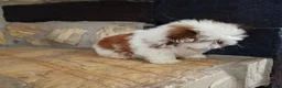 Shih Tzu perros en venta: SHIH TZU IMPERIAL MINIATURA  - Anuncio 4