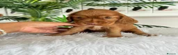 Cocker Spaniel Inglés perros en venta: COCKER HEMBRA - Anuncio 8