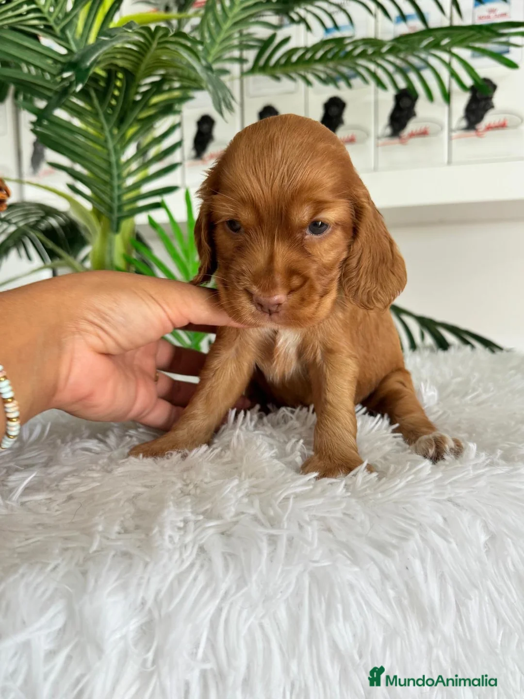 Cocker Spaniel Inglés perros en venta: COCKER HEMBRA - Anuncio 8