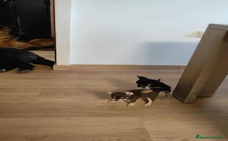 Chihuahua perros - Anuncio 2