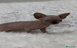 Sphynx gatos en venta: gato sphynx - Imagen 3