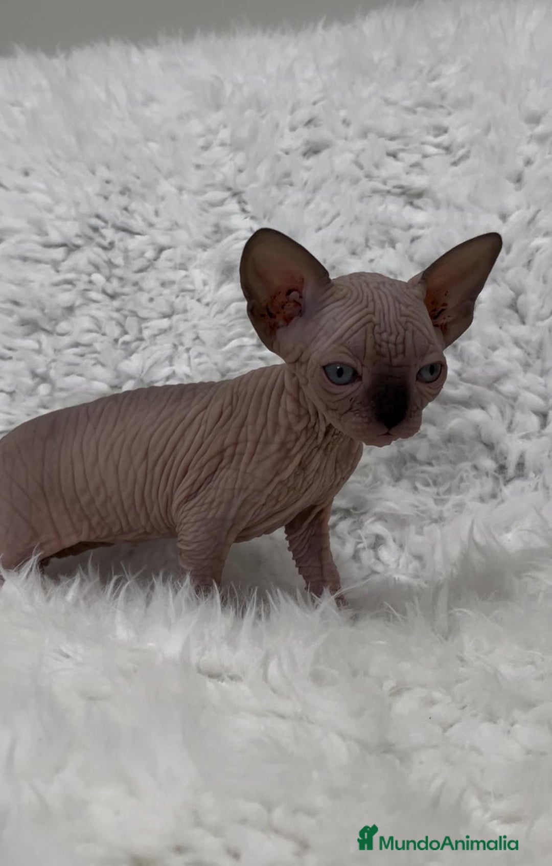 Sphynx gatos en venta: gato sphynx - Imagen 3
