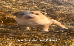 Border Collie perros en venta: BORDER COLLIE Sable Merle - Imagen 1