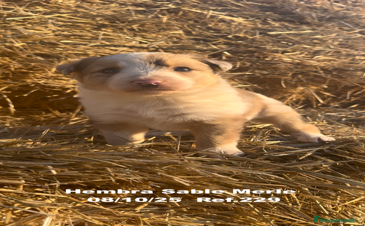 Border Collie perros - Anuncio 1