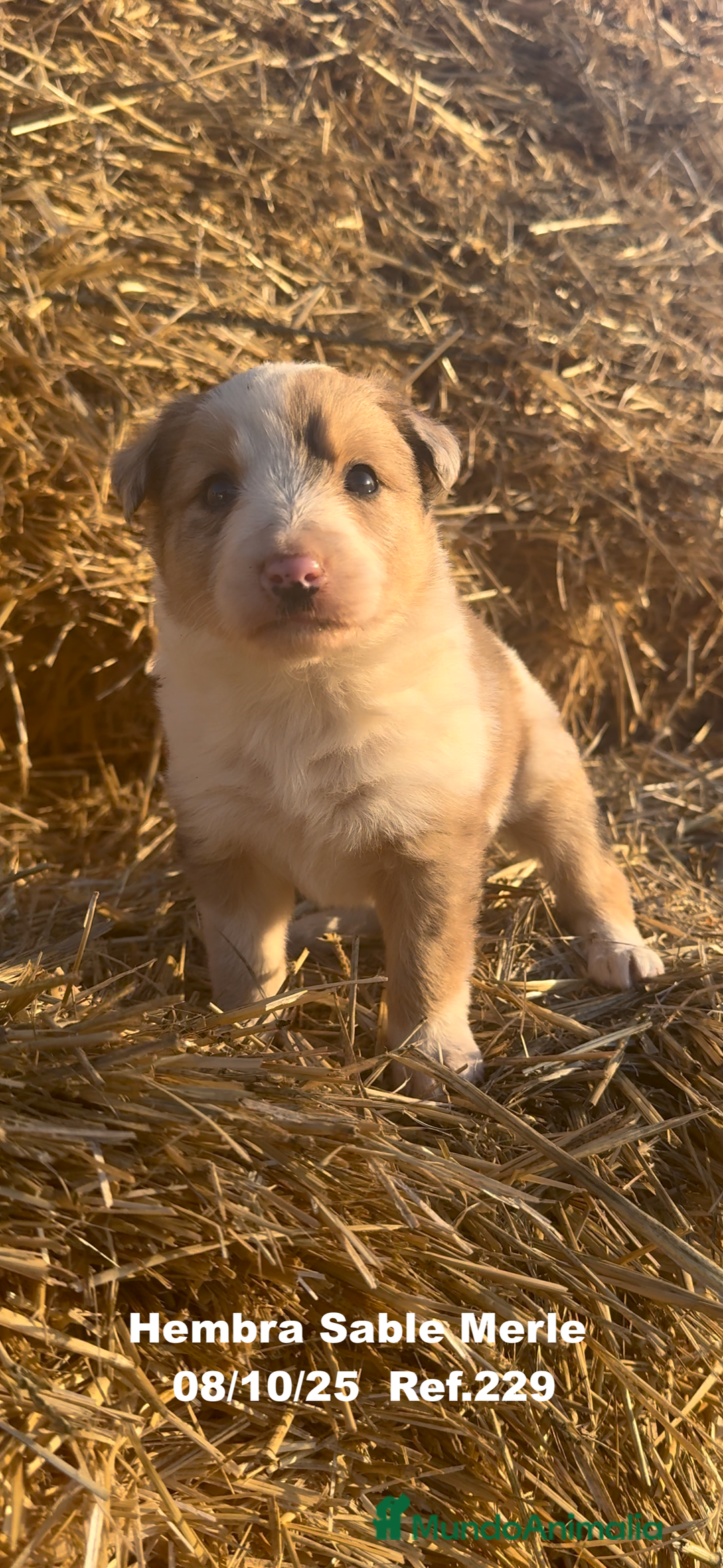 Border Collie perros en venta: BORDER COLLIE Sable Merle - Imagen 1