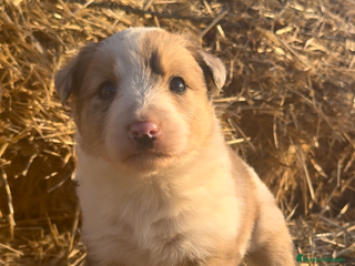 Border Collie perros - Anuncio 1