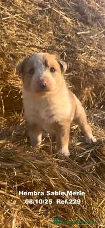 Border Collie perros - Anuncio 3