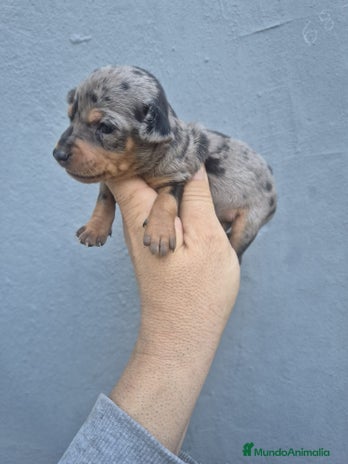 Pinscher Miniatura perros Mini-pinscher merle blue - Anuncio 1