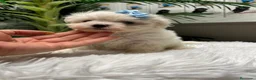 Bichón Maltés perros en venta: 🤍 BICHÓN MALTÉS – DULZURA EN ESTADO PURO 🤍 - Anuncio 10