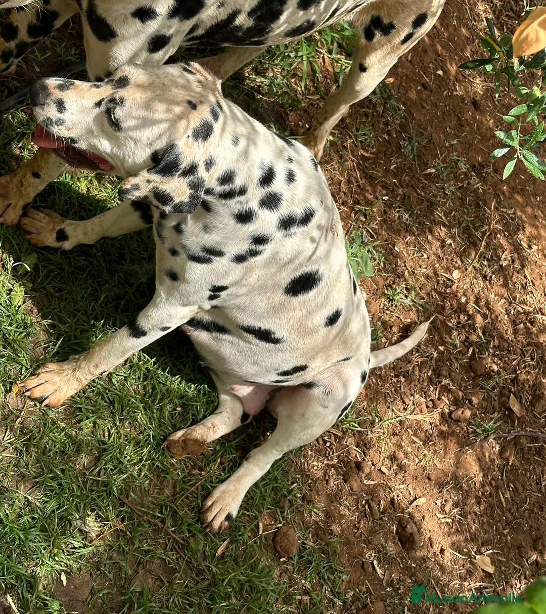 Dálmata perros en venta: Dalmata para octubre  en Huelva - Anuncio 1