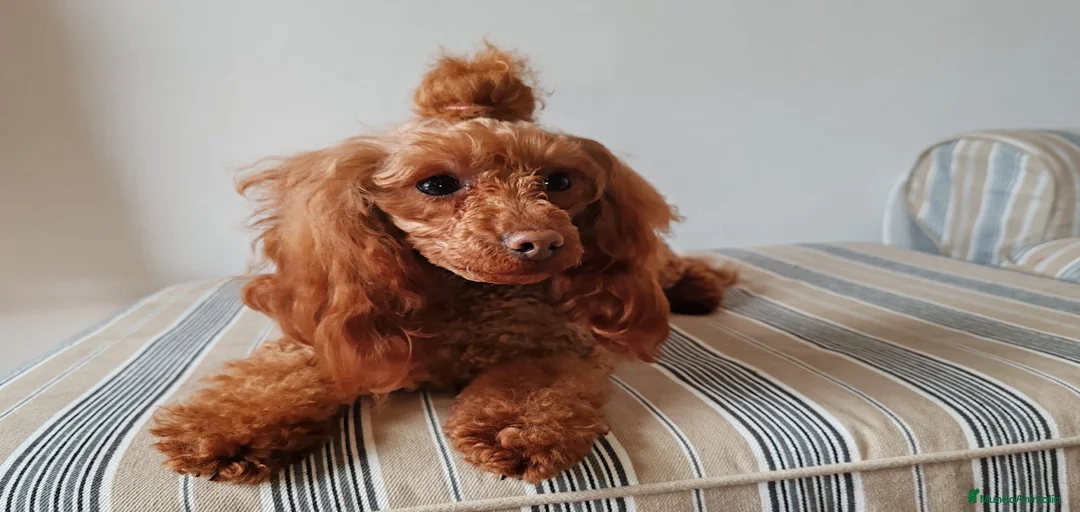 Imagen de galería {{count}}