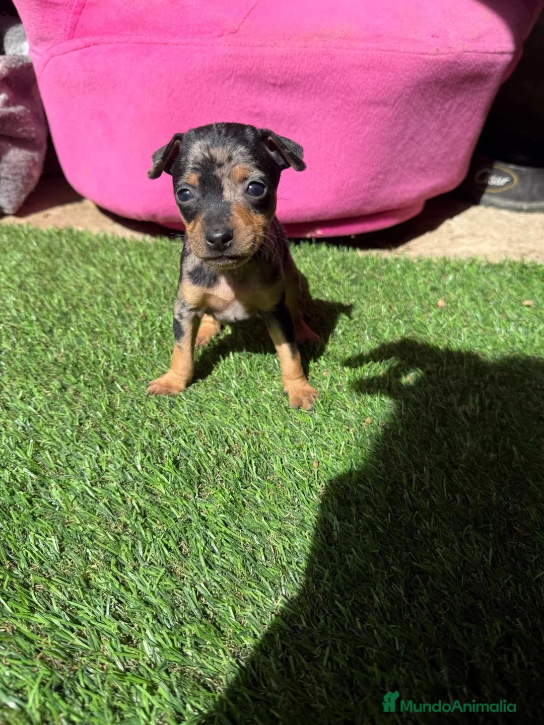 Ratón de Praga perros en venta: RATON DE PRAGA - Anuncio 2