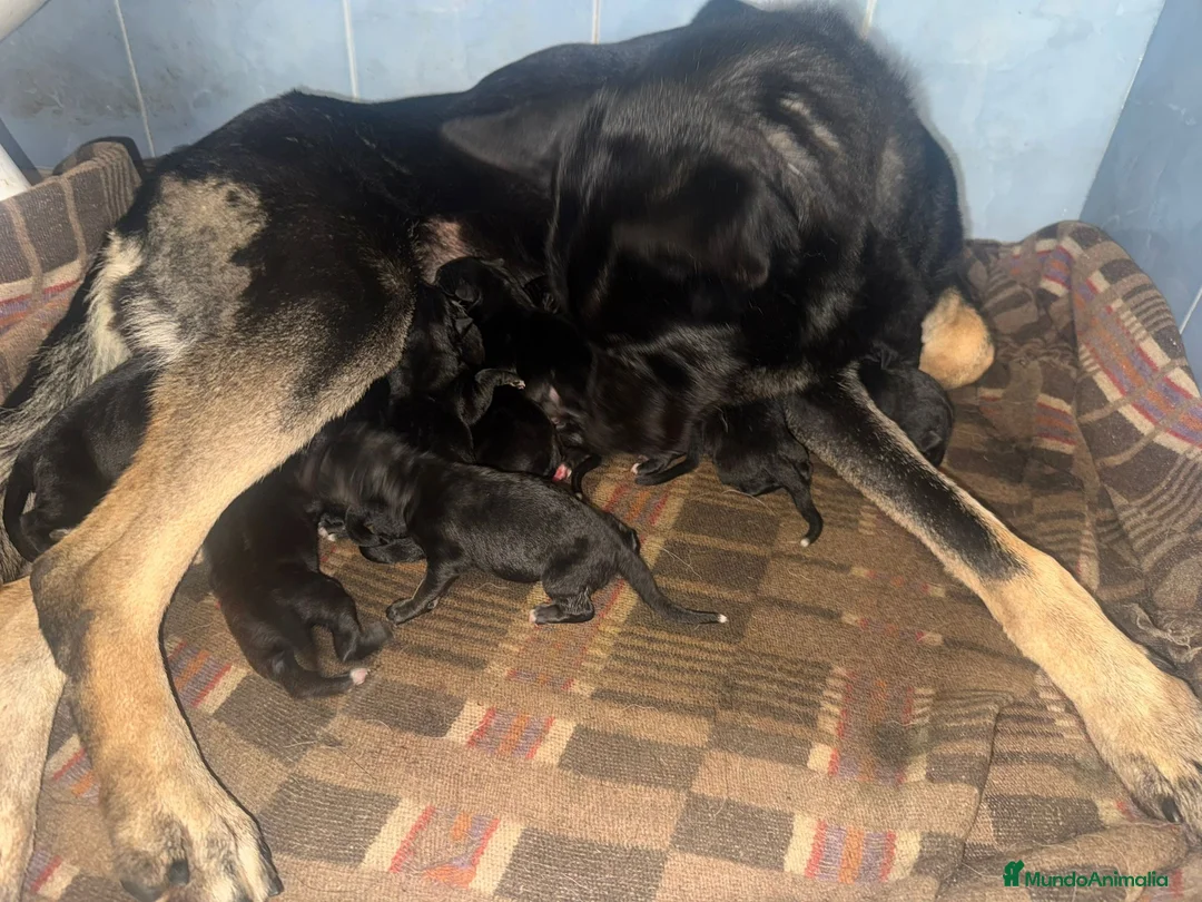 Pastor Belga Malinois perros en venta: Pastor belga  - Anuncio 2