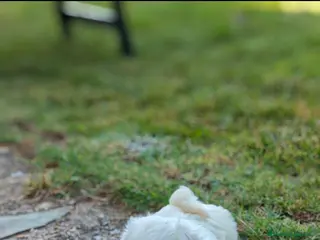 Bichón Maltés perros Bichón maltés - Anuncio 1