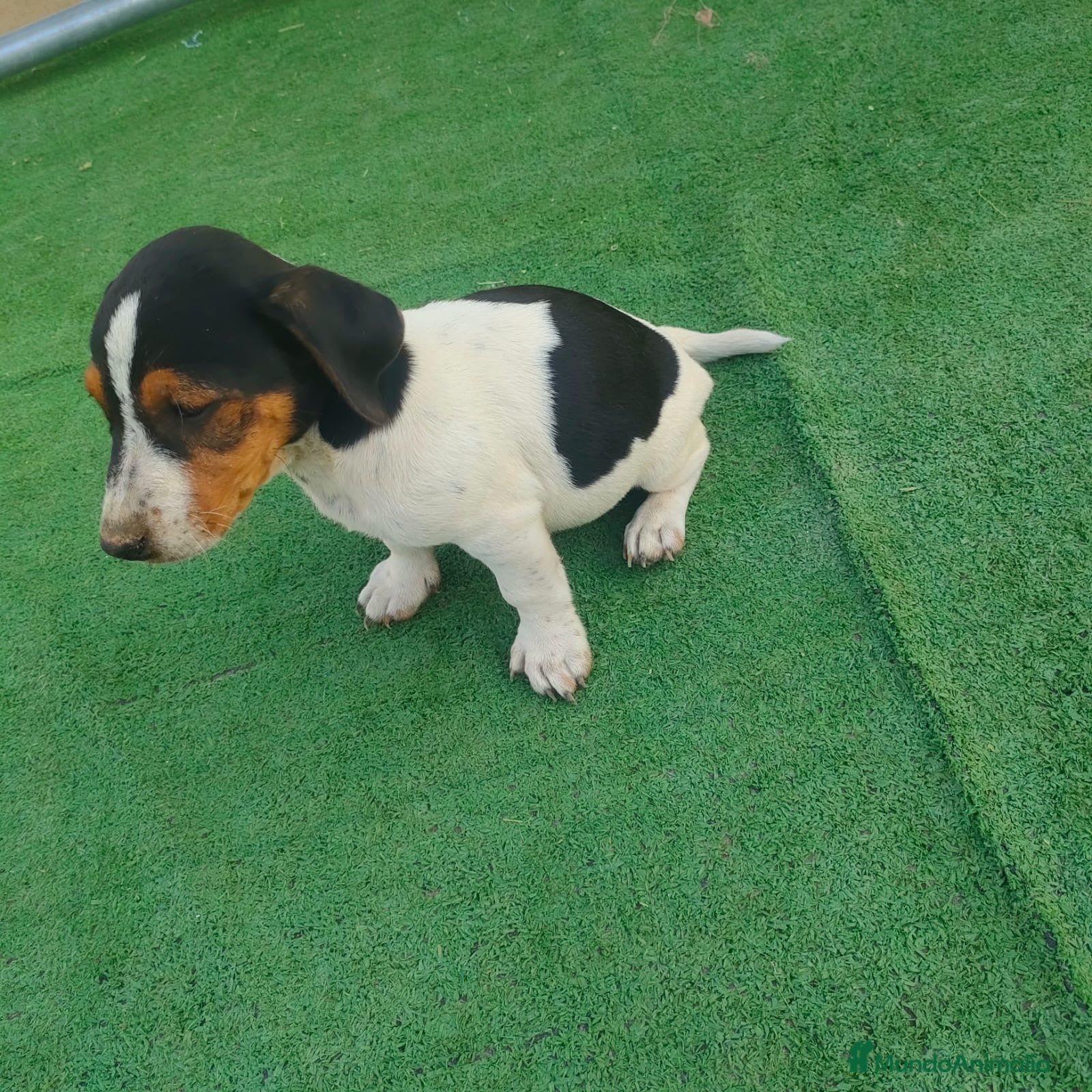 Jack Russell Terrier perros Cachorros Jack Rasel  - Anuncio 1