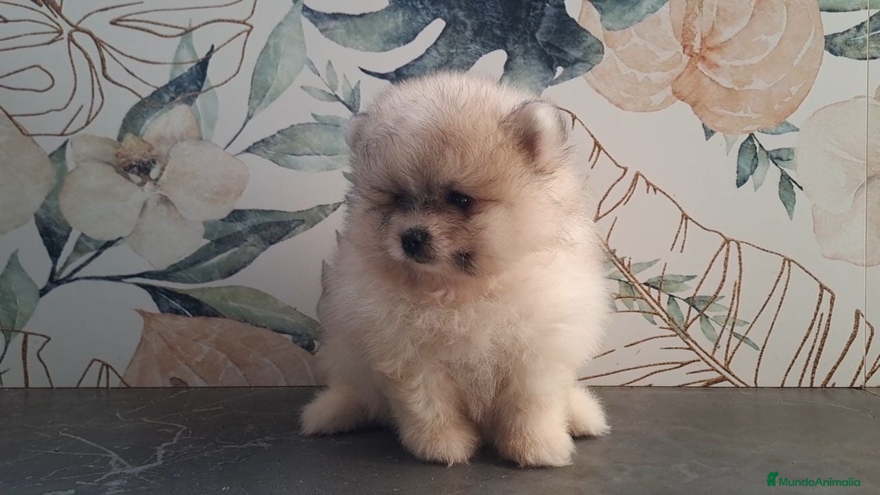 Pomerania perros Pomerania cara de Oso - Anuncio 12