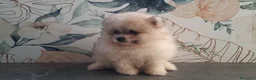 Pomerania perros en venta: Pomerania cara de Oso - Anuncio 1