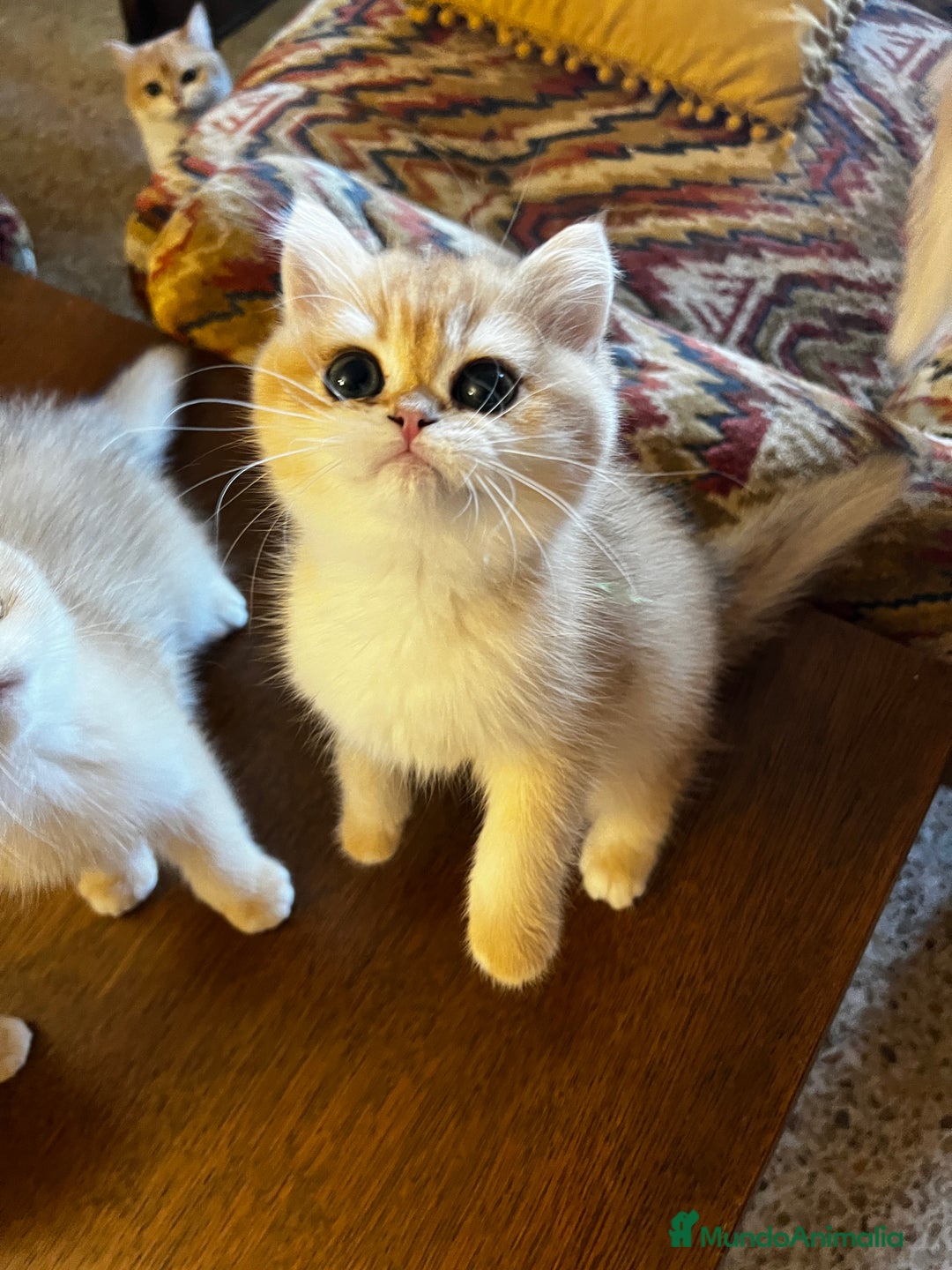 Británico de Pelo Corto gatos en venta: British shorthair golden chinchilla - Anuncio 4
