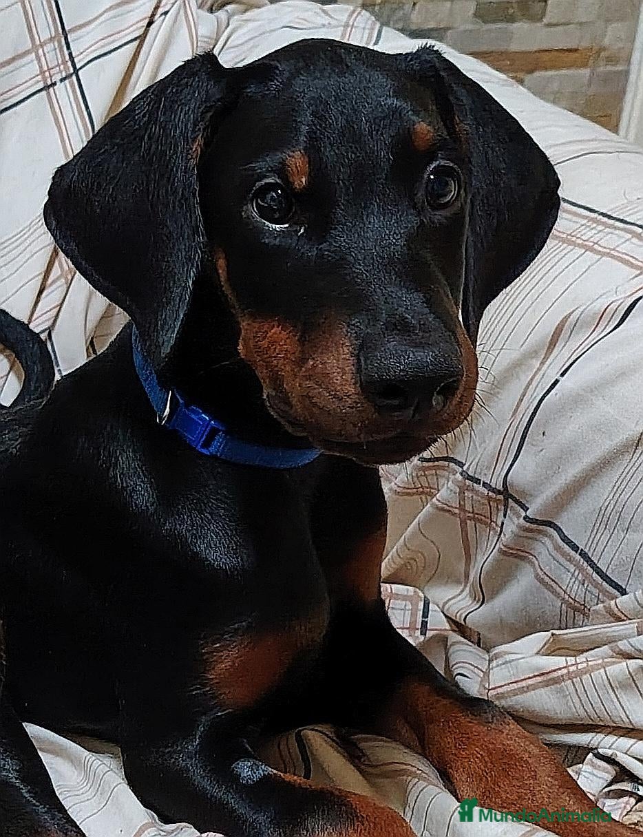 Dobermann perros Doberman en Tenerife  - Anuncio 3