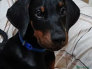 Dobermann perros Doberman en Tenerife - Anuncio 1