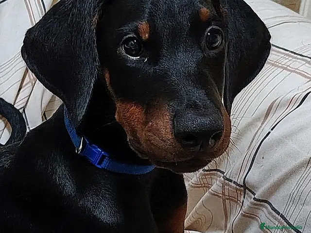 Dobermann perros Doberman en Tenerife - Anuncio 1