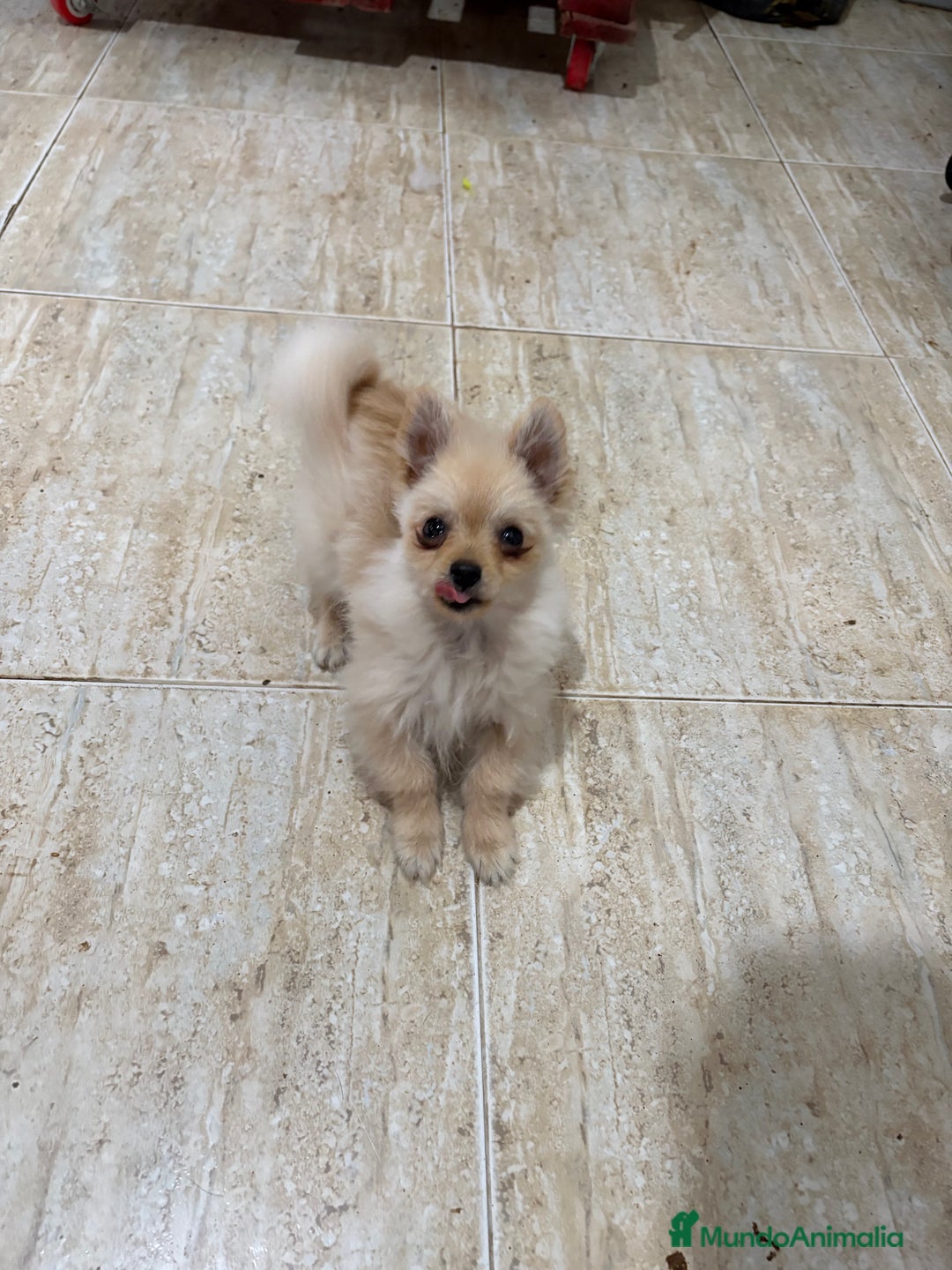 Pomerania perros en venta: Pomerania micro Toy 7 meses 790gramos  - Anuncio 12