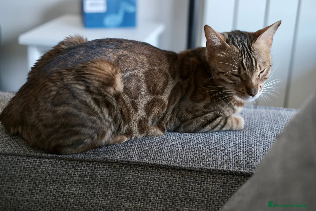 Bengalí gatos en venta: Hembra Gata Bengalí - Anuncio 2