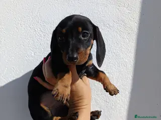 Teckel Miniatura perros Teckel miniatura en Badajoz - Anuncio 18