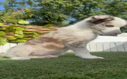 Border Collie perros en venta: BORDER COLLIE CHOCOMERLE - Imagen 11
