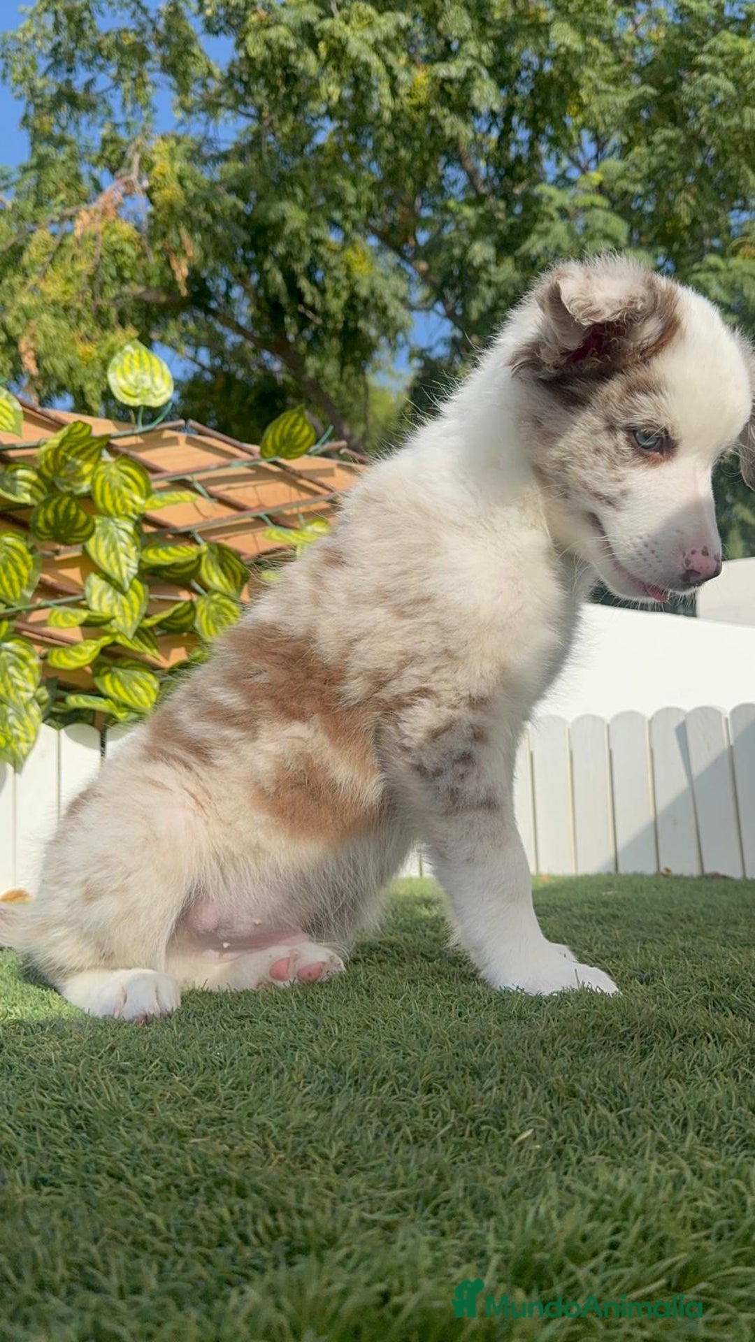 Border Collie perros en venta: BORDER COLLIE CHOCOMERLE - Imagen 11