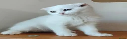 Scottish Fold gatos en venta: scottish fold - Anuncio 1