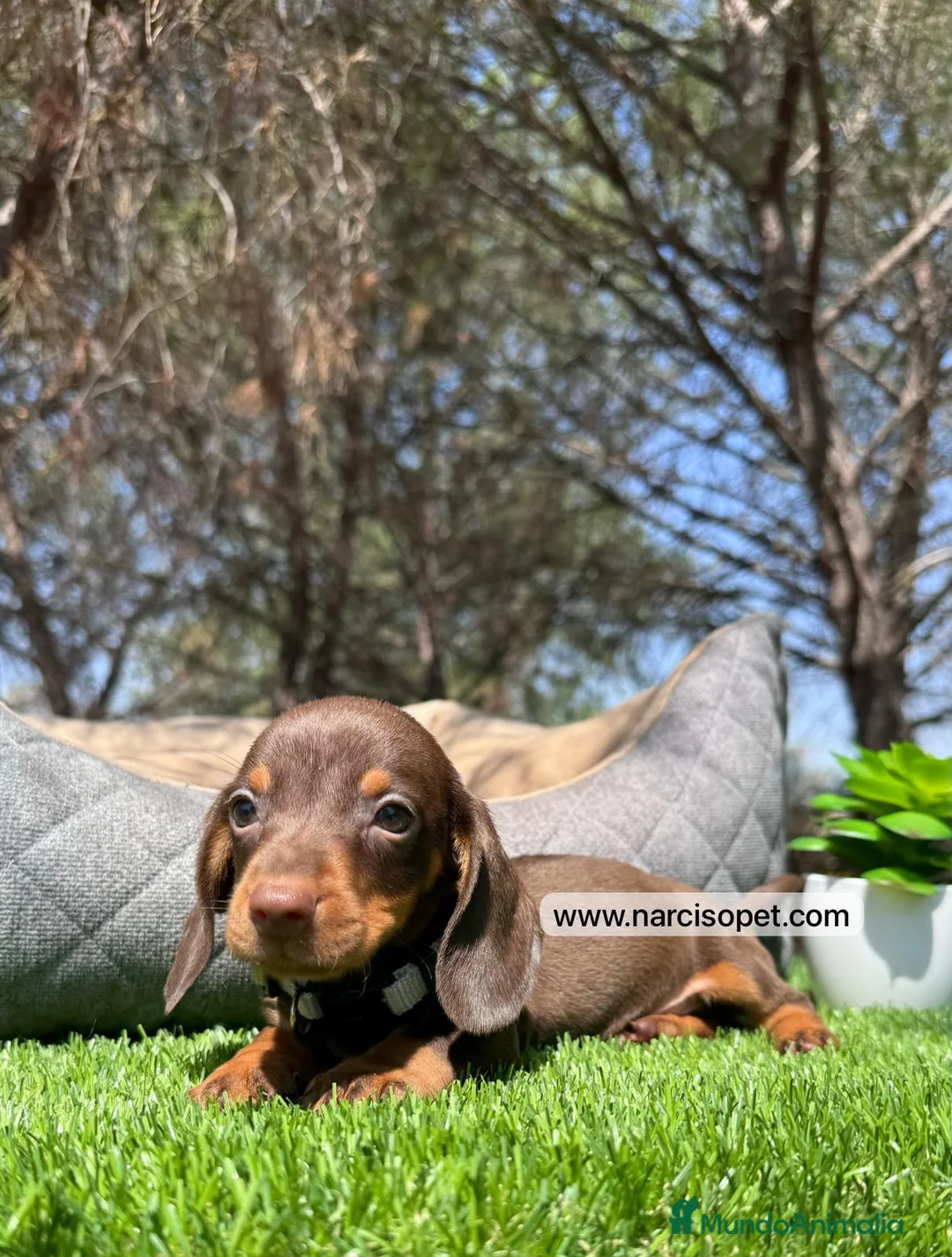 Teckel Miniatura perros en venta: BEBE DE TECKEL - Anuncio 5