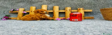 Caniche Toy Cachorro 7