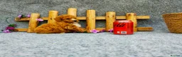 Caniche Toy perros en venta: PRECIOSOS CANICHE  ROJO LINEA TOY - Anuncio 17