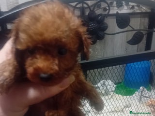 Caniche Toy perros ‼️‼️CANICHE TOY ROJOS 50% ASIÁTICOS - Anuncio 1