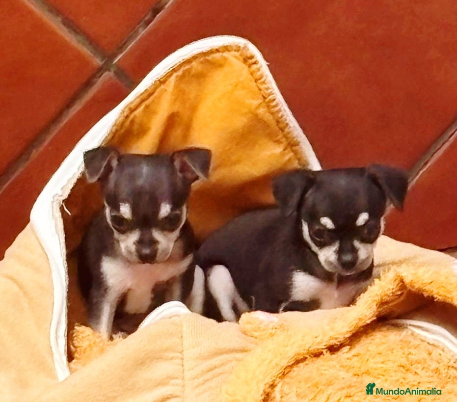 Chihuahua perros Chihuahuas Toy - Anuncio 2