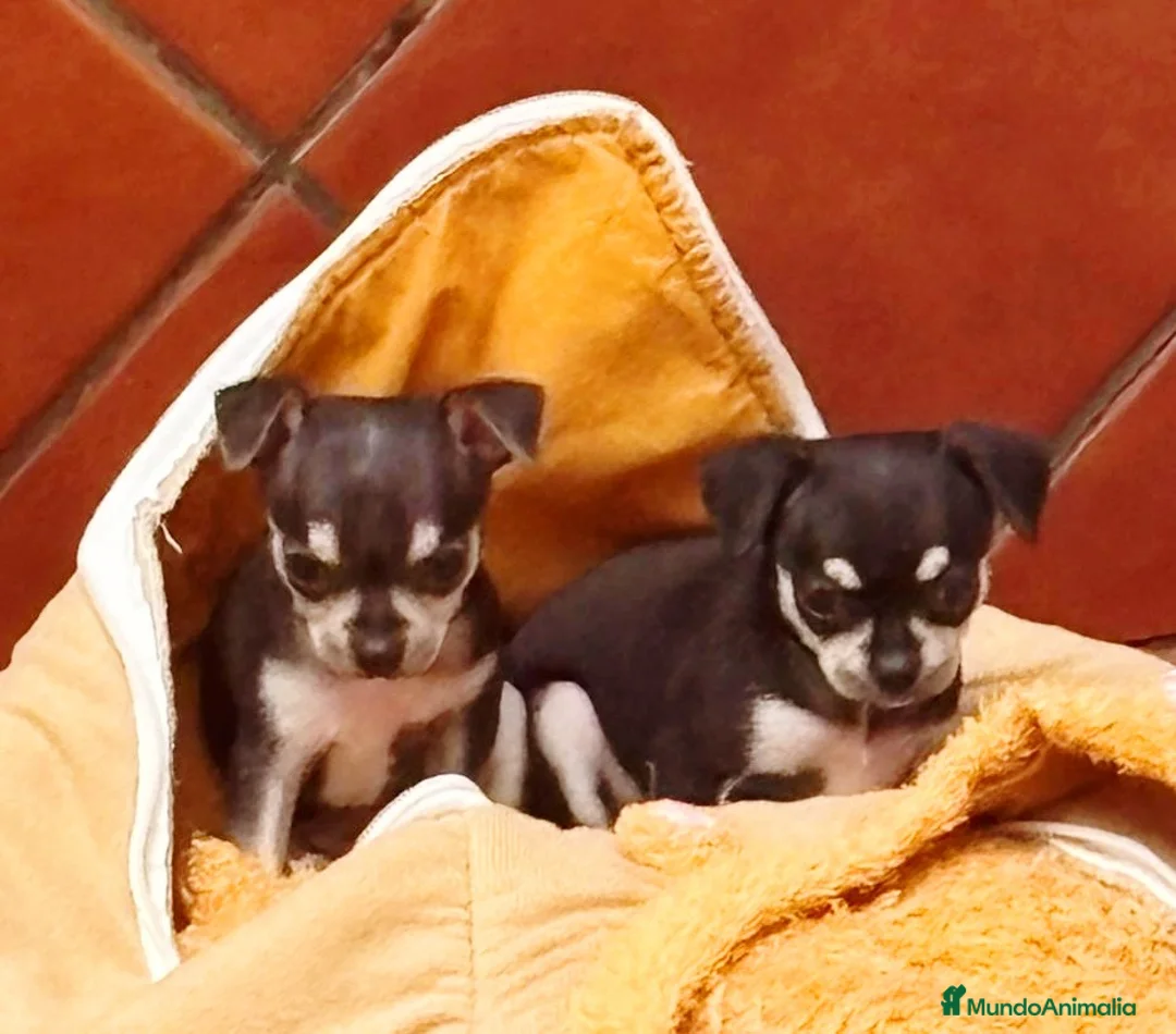Chihuahua perros en venta: Chihuahuas Toy - Anuncio 1