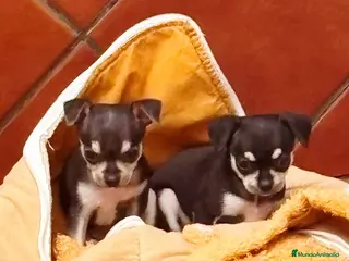Chihuahua perros Chihuahuas Toy - Anuncio 2