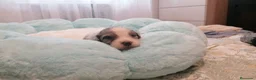 Pastor Australiano perros en venta: Excelente camada de Pastor Australiano  - Anuncio 3