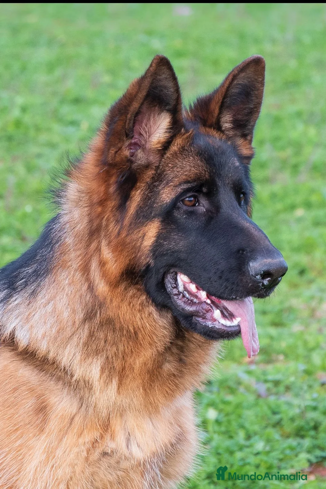 Pastor Alemán perros en venta: Tuno de Los Malvares - Anuncio 1