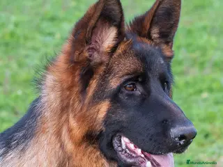 Pastor Alemán perros Tuno de Los Malvares - Anuncio 3