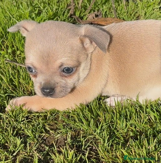 Chihuahua perros Chihuahua - Anuncio 12