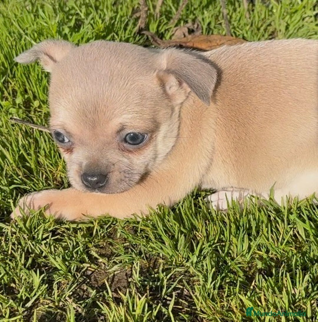 Chihuahua perros en venta: Chihuahua - Anuncio 1