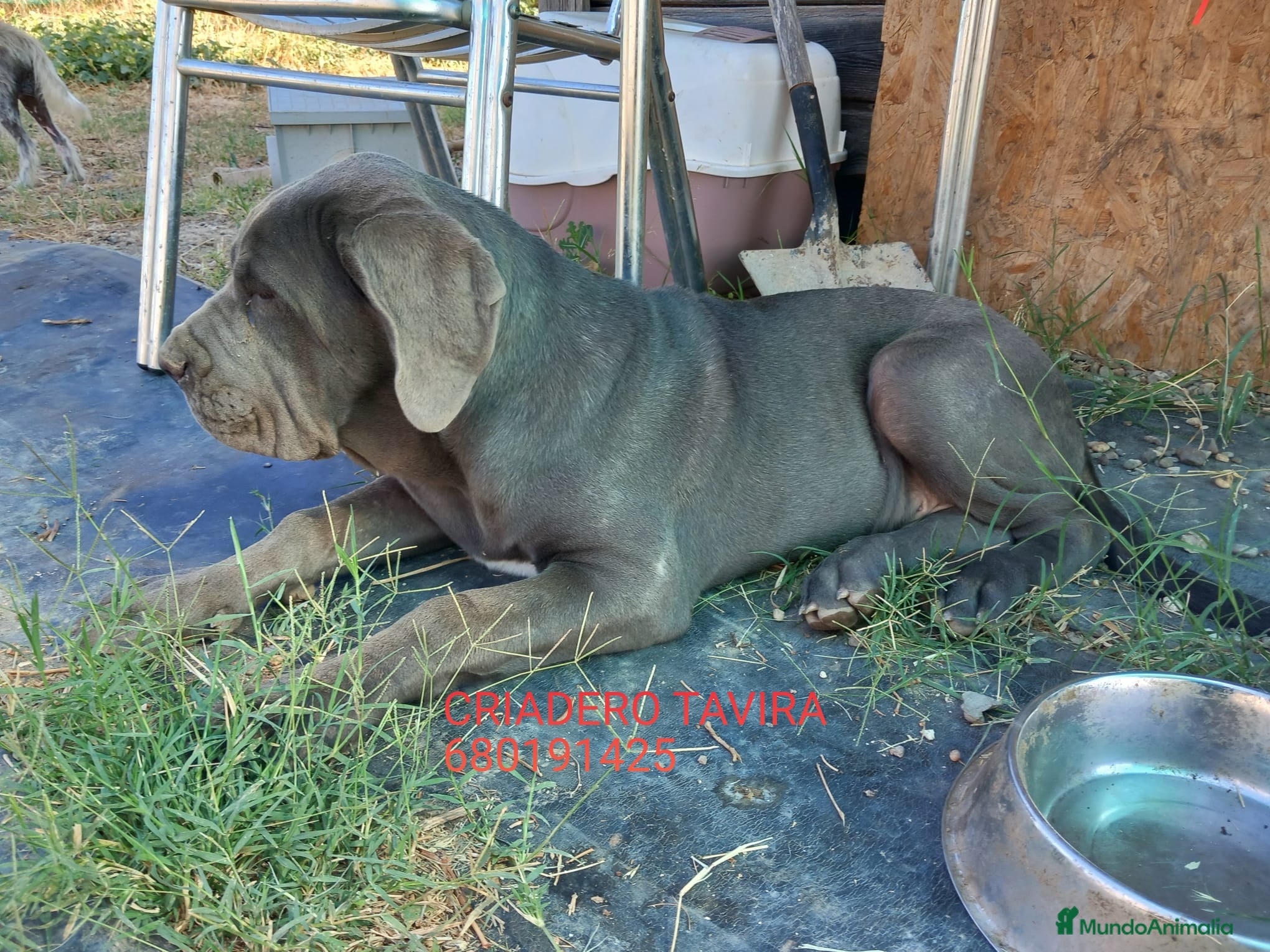 Mastín Napolitano perros Mastin Napolitano - Anuncio 1