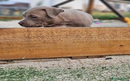 American Bully perros en venta: American bully pocket . Abkc  - Imagen 4